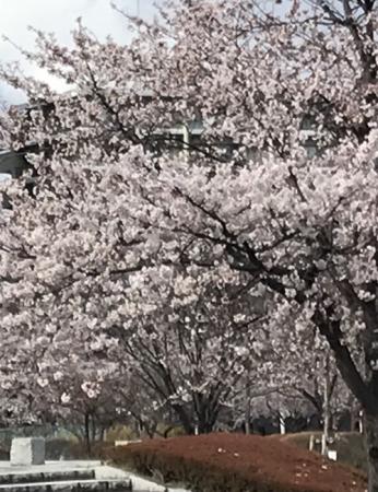 桜❀～小林～